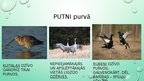Presentations 'Purva ekosistēma', 17.