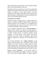 Essays 'Apdrošināšanas nozīme mūsdienu ekonomikā un sabiedrībā: veidi, funkcijas, tenden', 2.