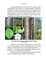 Research Papers 'Saldo ķiršu (Prunus avium) selekcija', 4.
