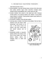 Research Papers 'Saldo ķiršu (Prunus avium) selekcija', 7.