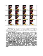 Research Papers 'Starplokusu mijiedarbības veidi - epistāze, komplementaritāte, polimērija', 4.