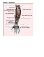 Samples 'Kustības "Plaukstas rotācija ar pirkstu saliekšanu" anatomiskais raksturojums', 4.