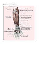 Samples 'Kustības "Plaukstas rotācija ar pirkstu saliekšanu" anatomiskais raksturojums', 5.