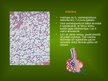 Presentations 'Alveola, surfaktanta veidošanās un noārdīšanās, aerohematoloģiskā barjeras morfo', 4.
