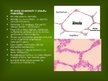 Presentations 'Alveola, surfaktanta veidošanās un noārdīšanās, aerohematoloģiskā barjeras morfo', 6.