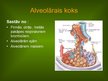 Presentations 'Alveola, surfaktanta veidošanās un noārdīšanās, aerohematoloģiskā barjeras morfo', 7.