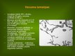 Presentations 'Alveola, surfaktanta veidošanās un noārdīšanās, aerohematoloģiskā barjeras morfo', 11.
