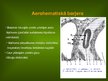 Presentations 'Alveola, surfaktanta veidošanās un noārdīšanās, aerohematoloģiskā barjeras morfo', 20.