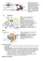 Summaries, Notes 'RSU Molekulārā un šūnu bioloģija 1. kolokvijam vajadzīgais konspekts', 2.