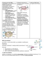 Summaries, Notes 'RSU Molekulārā un šūnu bioloģija 1. kolokvijam vajadzīgais konspekts', 7.