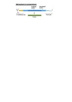 Summaries, Notes 'RSU Molekulārā un šūnu bioloģija 1. kolokvijam vajadzīgais konspekts', 8.