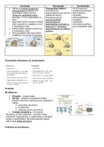 Summaries, Notes 'RSU Molekulārā un šūnu bioloģija 1. kolokvijam vajadzīgais konspekts', 10.