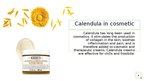 Presentations 'Calendula', 4.
