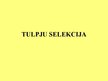Research Papers 'Tulpju selekcija', 25.