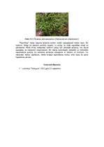 Summaries, Notes 'Dabas liegums - Posolnīca', 4.