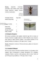 Research Papers 'Kukaiņi - Insecta', 13.