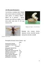 Research Papers 'Kukaiņi - Insecta', 25.
