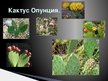 Presentations 'Инвазивные растения', 15.