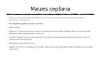 Presentations 'Maizes gatavošanas pamatprincipi', 33.