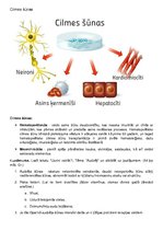 Summaries, Notes 'Cilmes šūnas', 2.