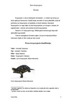 Research Papers 'Purva bruņurupucis', 3.