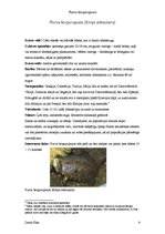 Research Papers 'Purva bruņurupucis', 4.