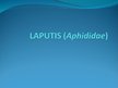 Presentations 'Laputis (Aphididae)', 1.