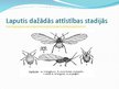 Presentations 'Laputis (Aphididae)', 5.
