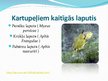 Presentations 'Laputis (Aphididae)', 10.