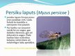 Presentations 'Laputis (Aphididae)', 11.