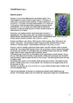 Research Papers 'Hiacinšu audzēšana', 4.