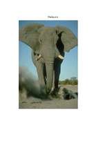 Research Papers 'Āfrikas ziloņi', 12.