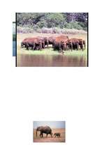 Research Papers 'Āfrikas ziloņi', 13.