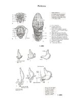 Summaries, Notes 'Embrija gremošanas sistēmas orgānu attīstība un traucējumi', 6.