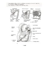 Summaries, Notes 'Embrija gremošanas sistēmas orgānu attīstība un traucējumi', 7.
