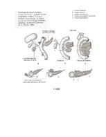 Summaries, Notes 'Embrija gremošanas sistēmas orgānu attīstība un traucējumi', 8.