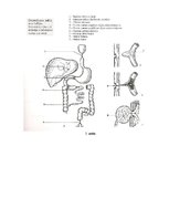 Summaries, Notes 'Embrija gremošanas sistēmas orgānu attīstība un traucējumi', 9.