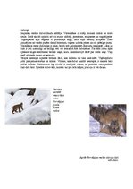 Research Papers 'Skandināvijas fjordu fauna un flora', 4.