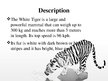 Presentations 'White Bengal Tiger', 2.