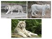 Presentations 'White Bengal Tiger', 3.