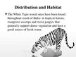 Presentations 'White Bengal Tiger', 4.