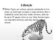 Presentations 'White Bengal Tiger', 7.