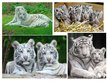 Presentations 'White Bengal Tiger', 8.