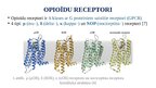 Presentations 'Opioīdu receptori', 2.