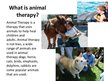 Presentations 'Animal Therapy', 2.