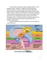 Research Papers 'Galvas smadzeņu nodalījumi, uzbūve un svarīgākās funkcijas', 3.