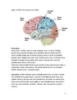 Research Papers 'Galvas smadzeņu nodalījumi, uzbūve un svarīgākās funkcijas', 6.
