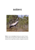 Summaries, Notes 'Dzērve', 1.