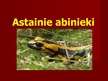 Presentations 'Astainie abinieki', 1.