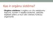 Presentations 'Orgānu sistēma', 3.